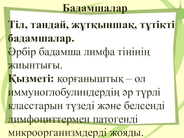 Бадамшалар Тіл, тандай, жұтқыншақ, тұтікті бадамшалар. Әрбір бадамша лимфа тінінің жиынтығы.