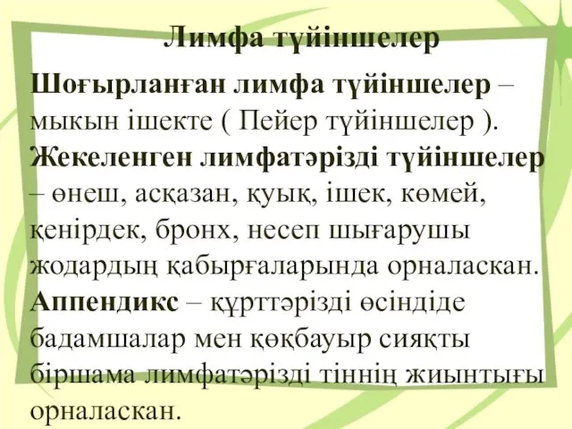 Лимфа түйіншелер Шоғырланған лимфа түйіншелер – мыкын ішекте ( Пейер түйіншелер