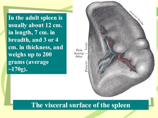 The visceral surface of the spleen In the adult spleen is