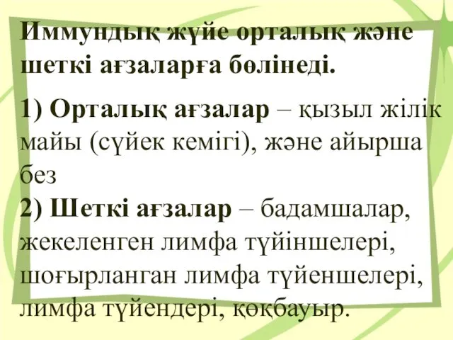 Иммундық жүйе орталық және шеткі ағзаларға бөлінеді. 1) Орталық ағзалар –