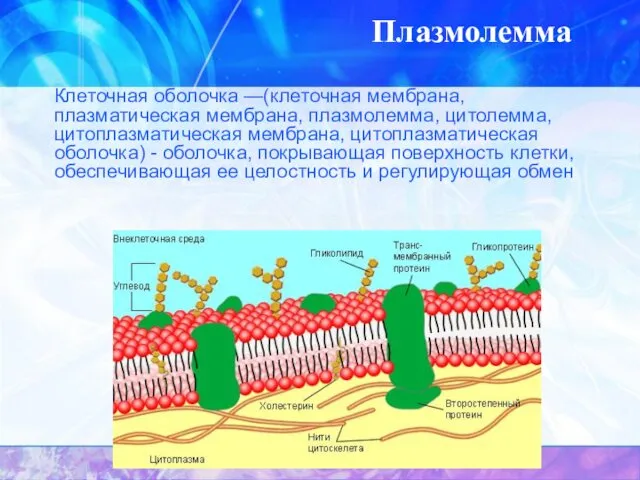 Плазмолемма Клеточная оболочка —(клеточная мембрана, плазматическая мембрана, плазмолемма, цитолемма, цитоплазматическая мембрана,