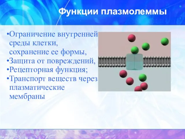 Функции плазмолеммы Ограничение внутренней среды клетки, сохранение ее формы, Защита от