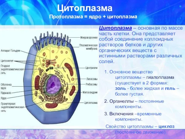 Цитоплазма Цитоплазма – основная по массе часть клетки. Она представляет собой