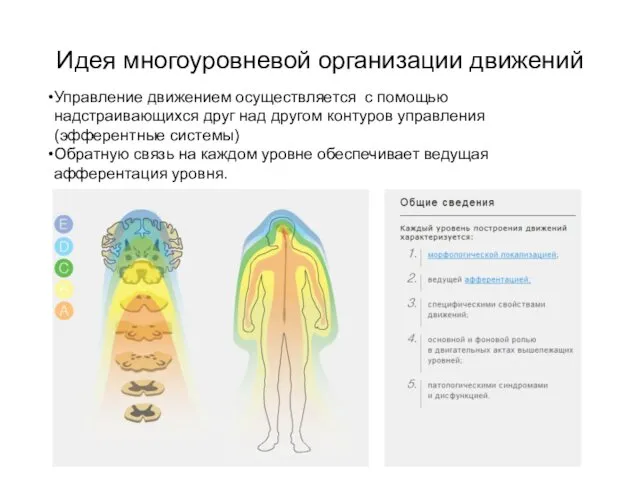 Идея многоуровневой организации движений Управление движением осуществляется с помощью надстраивающихся друг