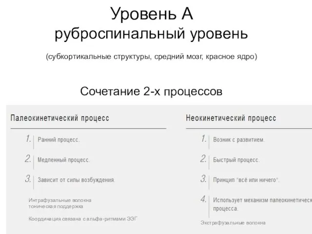 Уровень А руброспинальный уровень (субкортикальные структуры, средний мозг, красное ядро) Сочетание