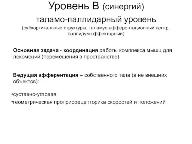 Уровень B (синергий) таламо-паллидарный уровень (субкортикальные структуры, таламус-афферентационный центр, паллидум-эффекторный) Основная