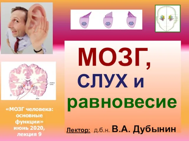 Мозг, слух и равновесие. Лекция 9