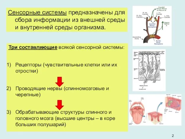 Три составляющие всякой сенсорной системы: Рецепторы (чувствительные клетки или их отростки)