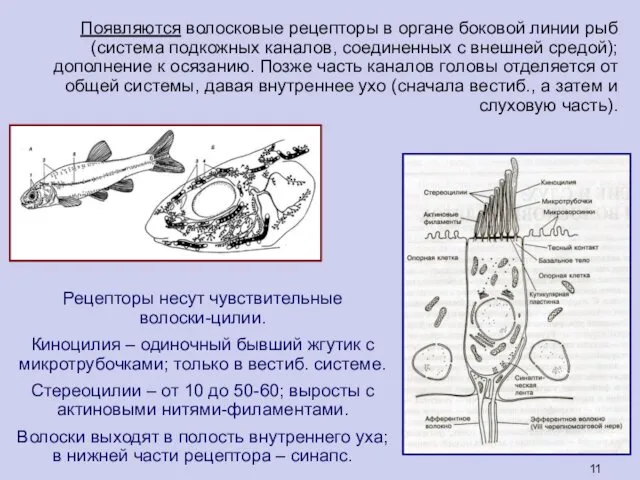 Рецепторы несут чувствительные волоски-цилии. Киноцилия – одиночный бывший жгутик с микротрубочками;