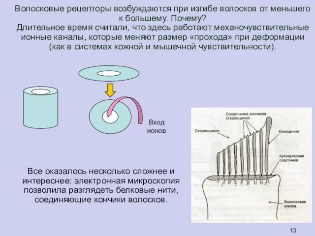 Волосковые рецепторы возбуждаются при изгибе волосков от меньшего к большему. Почему?