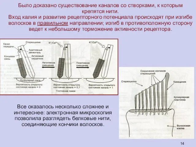 Все оказалось несколько сложнее и интереснее: электронная микроскопия позволила разглядеть белковые