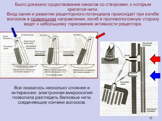 Все оказалось несколько сложнее и интереснее: электронная микроскопия позволила разглядеть белковые