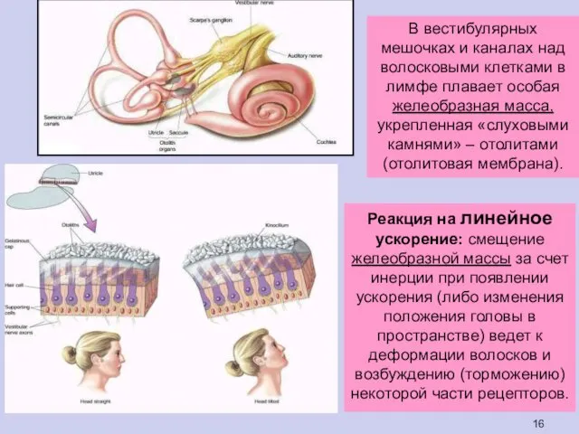 Реакция на линейное ускорение: смещение желеобразной массы за счет инерции при