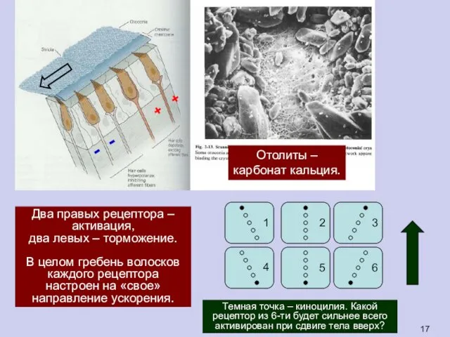 Два правых рецептора – активация, два левых – торможение. В целом