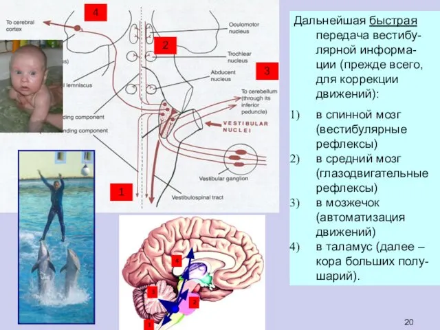 Дальнейшая быстрая передача вестибу-лярной информа-ции (прежде всего, для коррекции движений): в