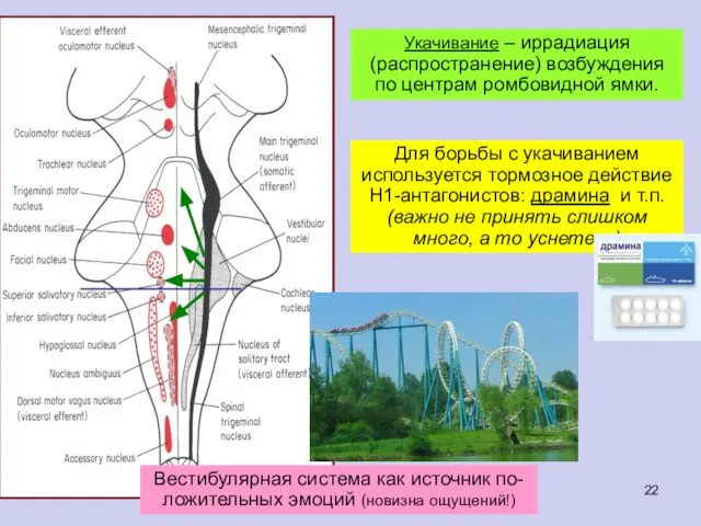 Укачивание – иррадиация (распространение) возбуждения по центрам ромбовидной ямки.