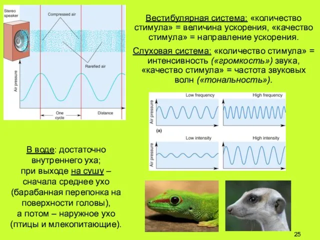 Вестибулярная система: «количество стимула» = величина ускорения, «качество стимула» = направление