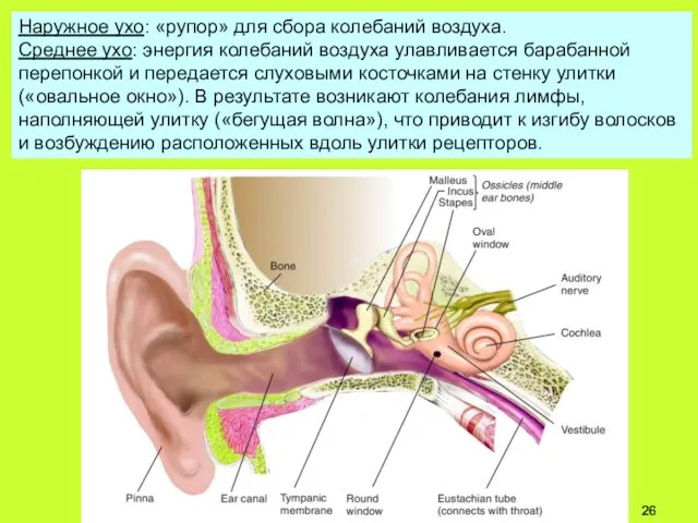 Наружное ухо: «рупор» для сбора колебаний воздуха. Среднее ухо: энергия колебаний