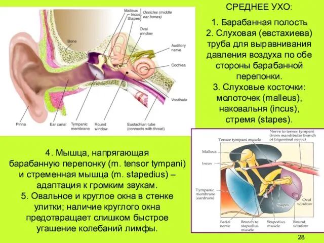 4. Мышца, напрягающая барабанную перепонку (m. tensor tympani) и стременная мышца