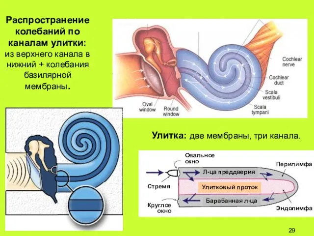 Распространение колебаний по каналам улитки: из верхнего канала в нижний +