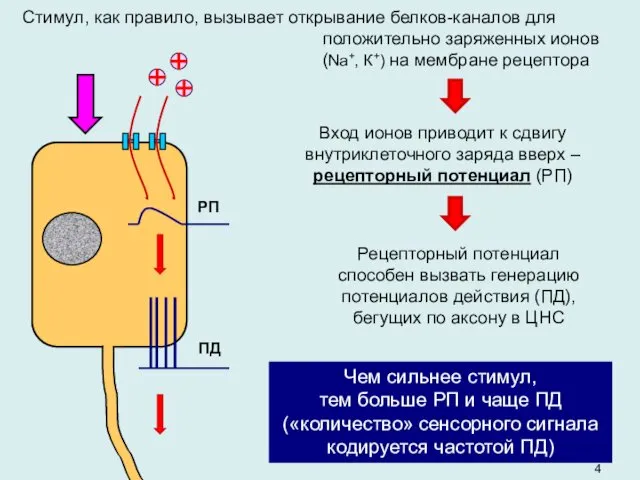 Стимул, как правило, вызывает открывание белков-каналов для положительно заряженных ионов (Na+,