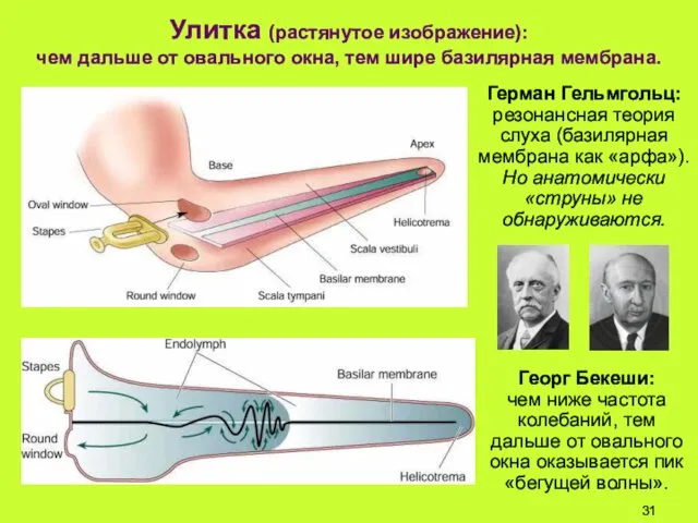 Улитка (растянутое изображение): чем дальше от овального окна, тем шире базилярная