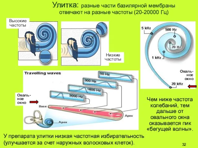 Улитка: разные части базилярной мембраны отвечают на разные частоты (20-20000 Гц)