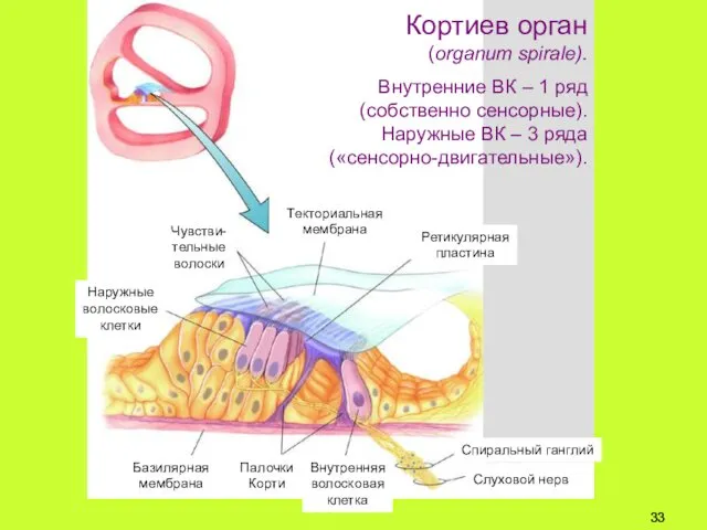 Кортиев орган (organum spirale). Внутренние ВК – 1 ряд (собственно сенсорные).
