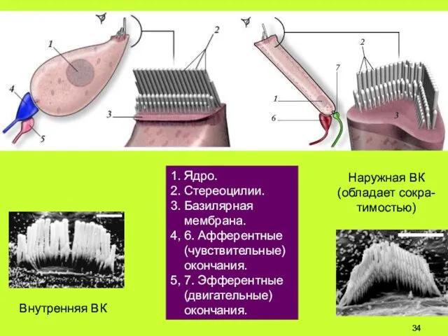 1. Ядро. 2. Стереоцилии. 3. Базилярная мембрана. 4, 6. Афферентные (чувствительные)