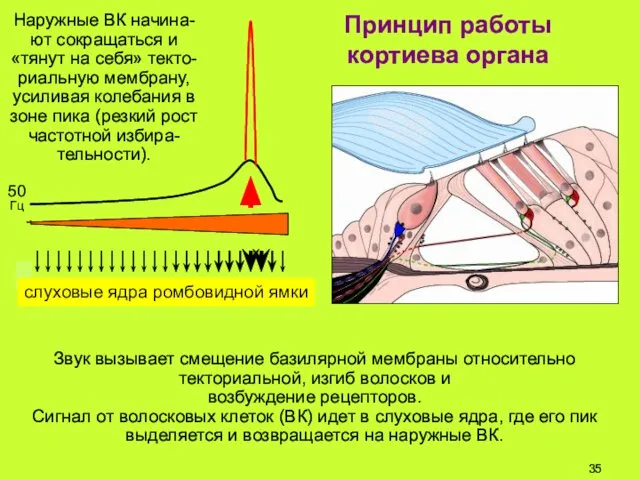 Звук вызывает смещение базилярной мембраны относительно текториальной, изгиб волосков и возбуждение