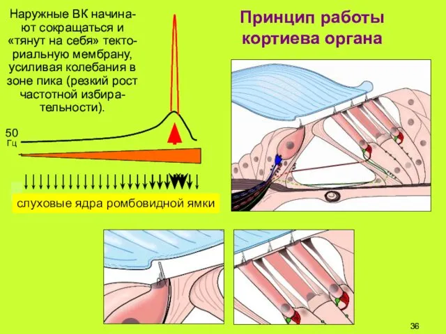 Принцип работы кортиева органа Наружные ВК начина-ют сокращаться и «тянут на