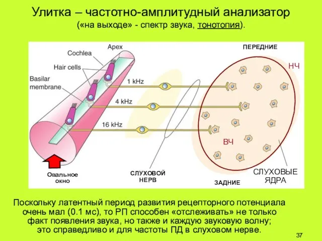 Улитка – частотно-амплитудный анализатор («на выходе» - спектр звука, тонотопия). Поскольку