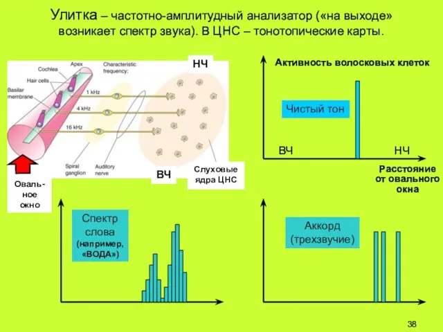 Улитка – частотно-амплитудный анализатор («на выходе» возникает спектр звука). В ЦНС