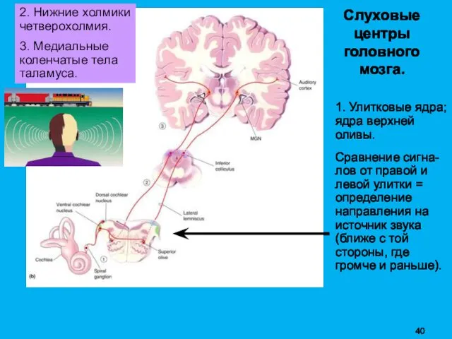 Слуховые центры головного мозга. 1. Улитковые ядра; ядра верхней оливы. Сравнение