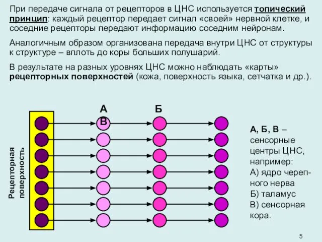 При передаче сигнала от рецепторов в ЦНС используется топический принцип: каждый