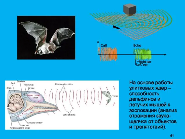 На основе работы улитковых ядер – способность дельфинов и летучих мышей