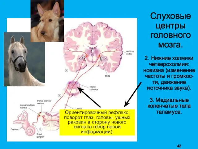 Слуховые центры головного мозга. 2. Нижние холмики четверохолмия: новизна (изменение частоты