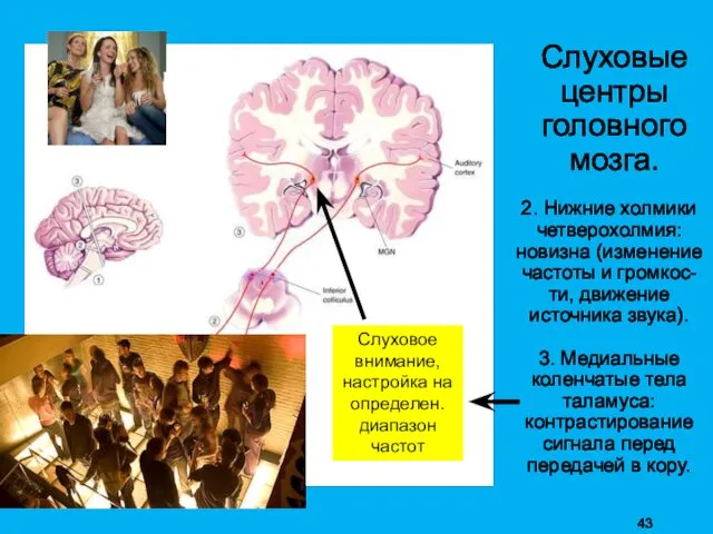 Слуховые центры головного мозга. 2. Нижние холмики четверохолмия: новизна (изменение частоты