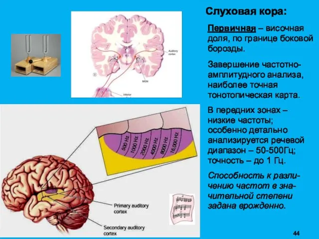 Слуховая кора: Первичная – височная доля, по границе боковой борозды. Завершение