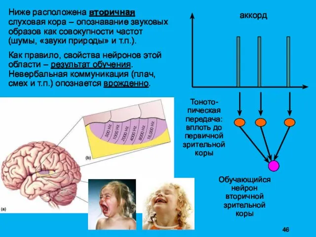 Ниже расположена вторичная слуховая кора – опознавание звуковых образов как совокупности