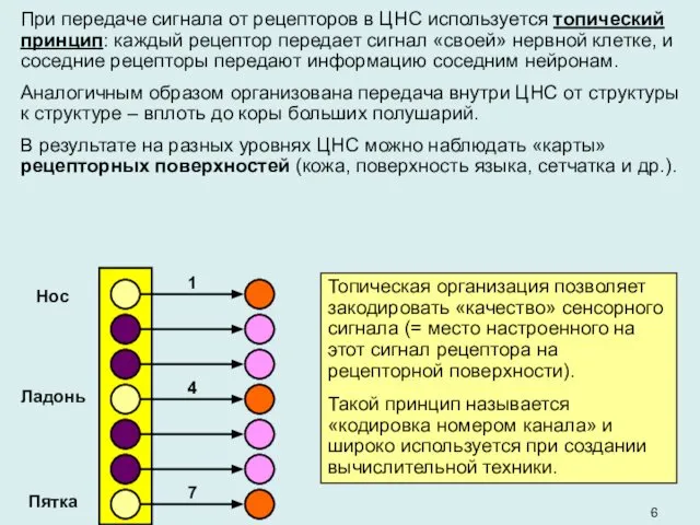 Топическая организация позволяет закодировать «качество» сенсорного сигнала (= место настроенного на