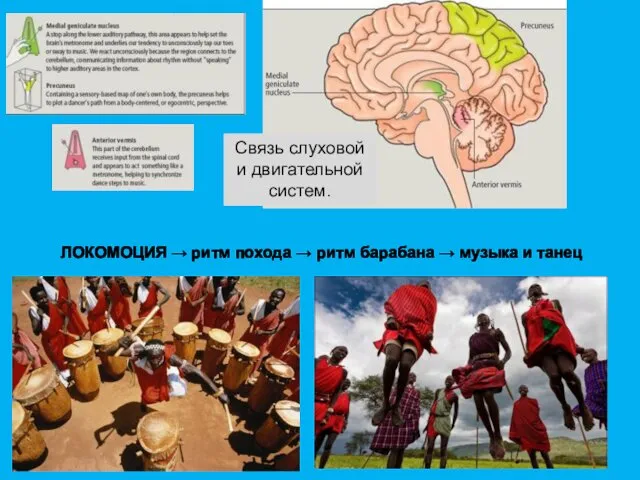 Связь слуховой и двигательной систем. ЛОКОМОЦИЯ → ритм похода → ритм барабана → музыка и танец