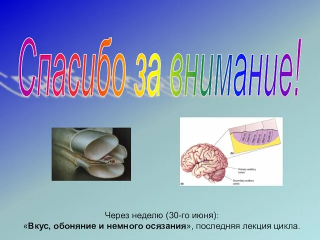 Спасибо за внимание! Через неделю (30-го июня): «Вкус, обоняние и немного осязания», последняя лекция цикла.