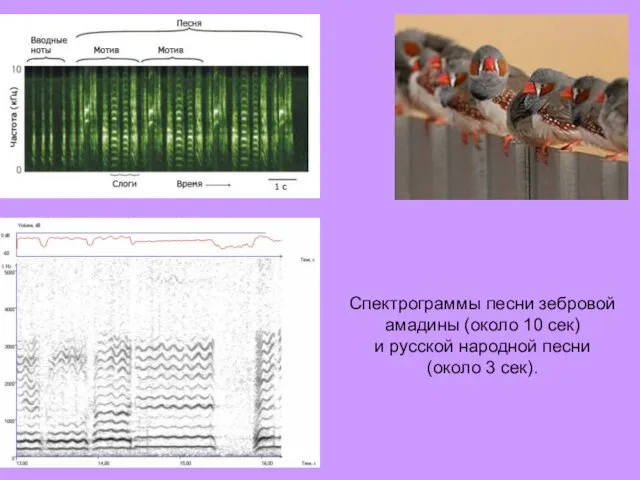 Спектрограммы песни зебровой амадины (около 10 сек) и русской народной песни (около 3 сек).