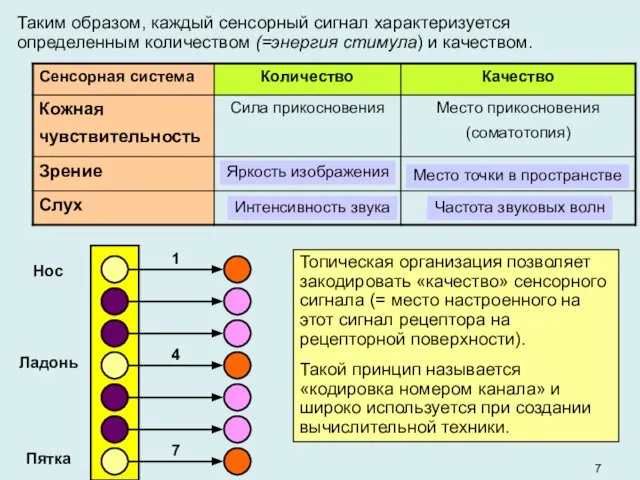 Таким образом, каждый сенсорный сигнал характеризуется определенным количеством (=энергия стимула) и