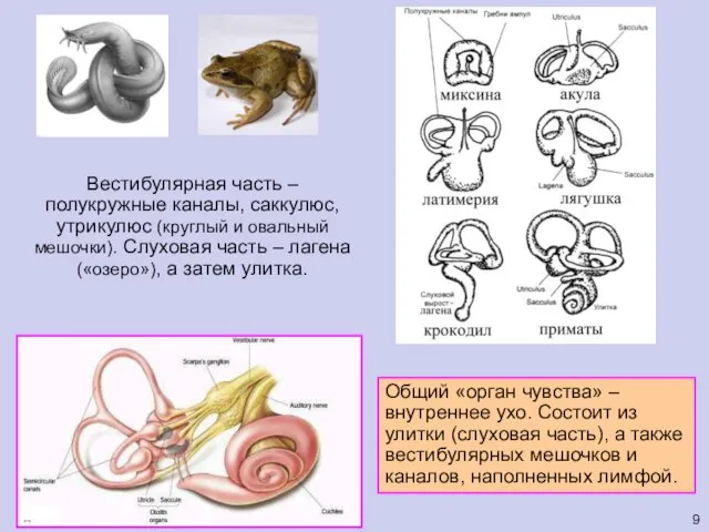 Вестибулярная часть – полукружные каналы, саккулюс, утрикулюс (круглый и овальный мешочки).