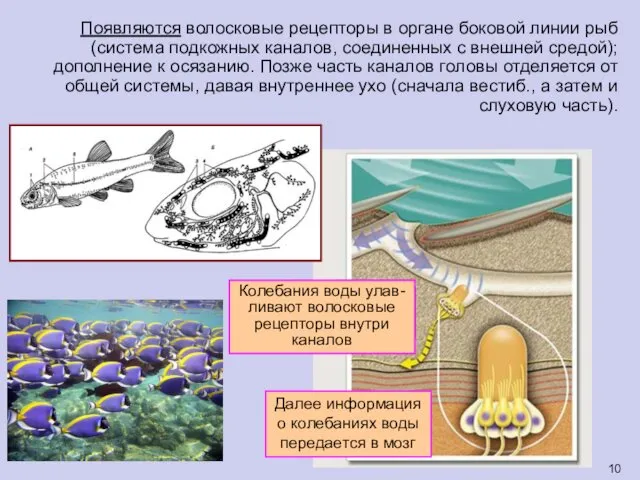 Появляются волосковые рецепторы в органе боковой линии рыб (система подкожных каналов,