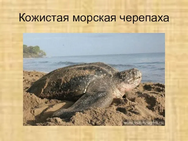 Кожистая морская черепаха