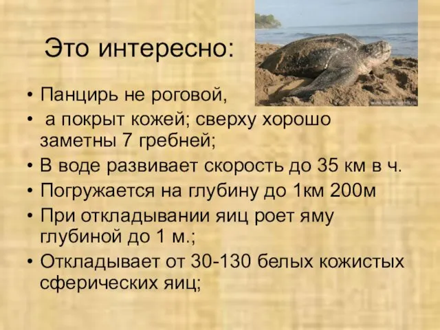 Это интересно: Панцирь не роговой, а покрыт кожей; сверху хорошо заметны