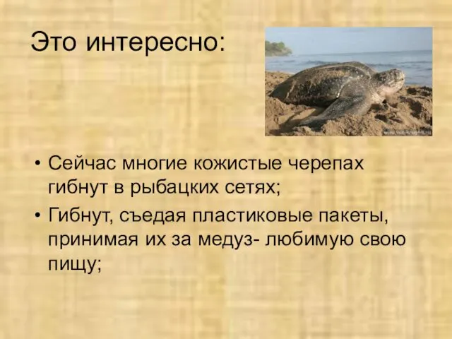 Это интересно: Сейчас многие кожистые черепах гибнут в рыбацких сетях; Гибнут,